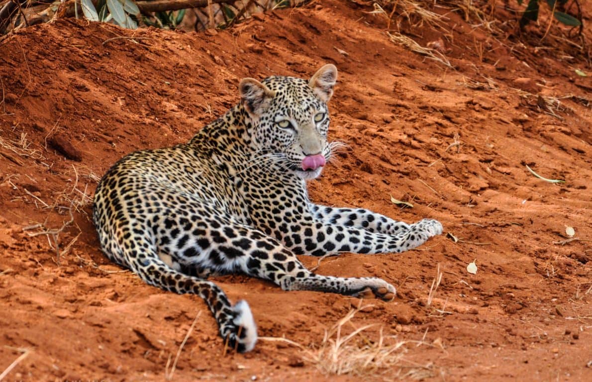 Tsavo East National Park is the largest protected area in Kenya and is home to most of the larger mammals, vast herds of dust –red elephant, Rhino, buffalo, lion, leopard, pods of hippo, crocodile, waterbucks, lesser Kudu, gerenuk and the prolific bird life features 500 recorded species.