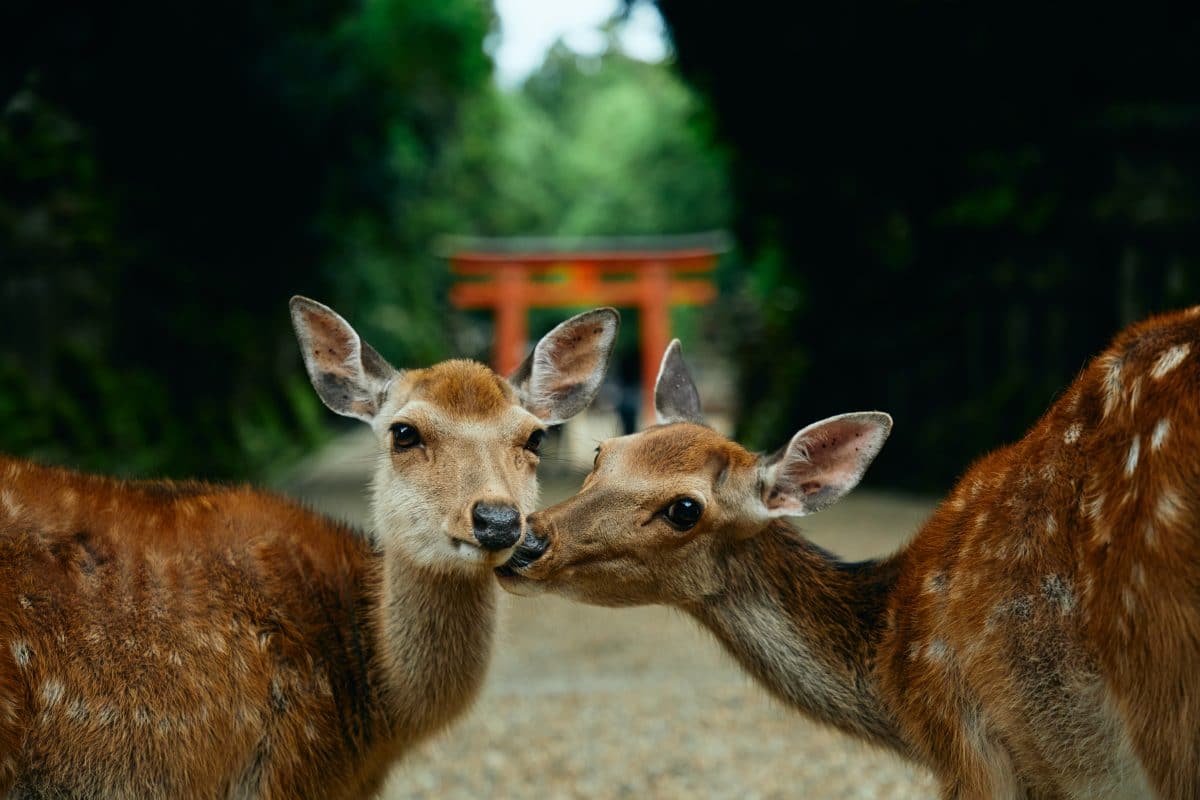 Deer at Nara Park in Nara, Japan
