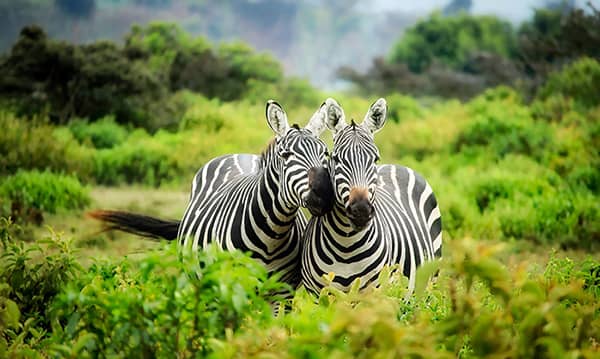 Zebras in the safari, Kenya, Africa. 