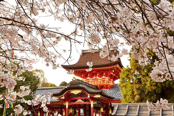Kyoto cherry blossoms and shrine, Kyoto, Japan.