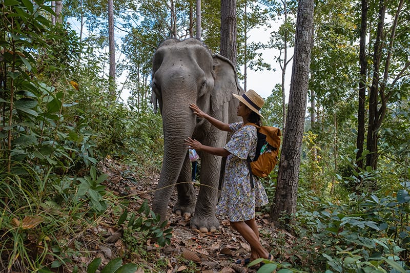 Ethical elephant sanctuary in Chiang Mai, Thailand.